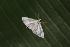 Diaphania glauculalis