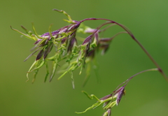 Poa alpina vivipara
