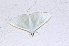 Diaphania glauculalis