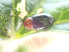 Podagrica fuscicornis