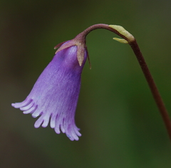 Soldanella pusilla