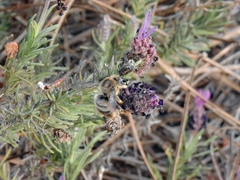 Xylocopa cantabrita