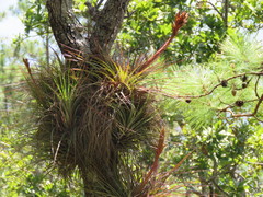 Tillandsia rodrigueziana