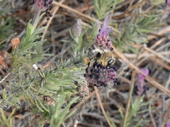 Xylocopa cantabrita