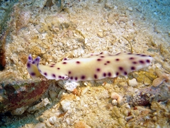 Pseudoceros laingensis