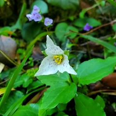Pseudotrillium rivale