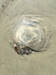 Rhizostomatoidea