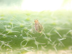 Aphis umbrella