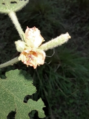 Sphaeralcea bonariensis