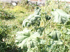 Aphis umbrella