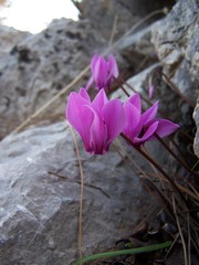 Cyclamen graecum