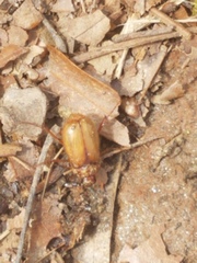 Phyllophaga tristis