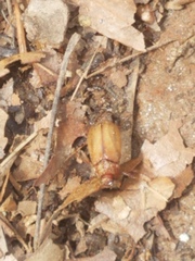 Phyllophaga tristis