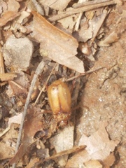 Phyllophaga tristis