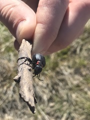 Physomeloe corallifer