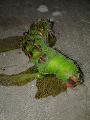 Eacles imperialis