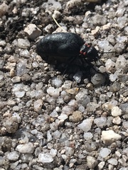 Physomeloe corallifer