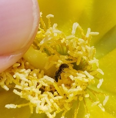 Lasioglossum longifrons