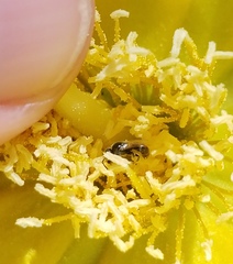 Lasioglossum longifrons