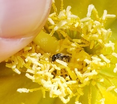 Lasioglossum longifrons