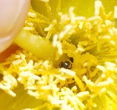 Lasioglossum longifrons