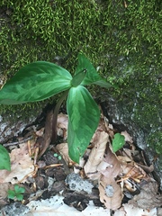 Trillium lancifolium