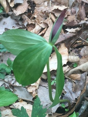 Trillium lancifolium
