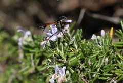 Systropus arizonicus