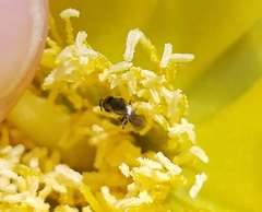 Lasioglossum longifrons