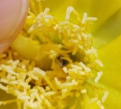 Lasioglossum longifrons