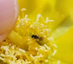 Lasioglossum longifrons