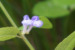 Scutellaria galericulata