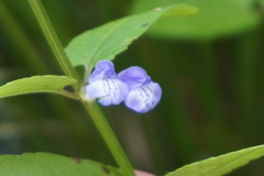Scutellaria galericulata