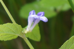 Scutellaria galericulata