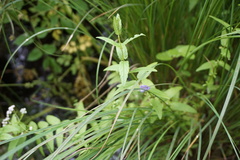 Scutellaria galericulata