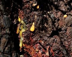 Sequoia sempervirens