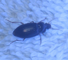 Notiobia