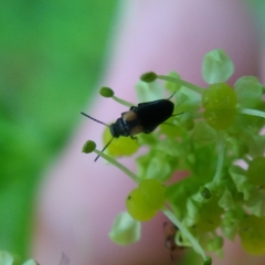 Anaspis fasciata