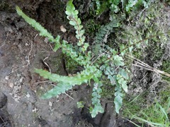 Blechnum zeelandicum