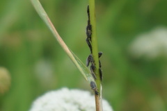 Ischnodemus sabuleti