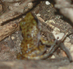 Eleutherodactylus marnockii