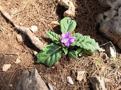 Mandragora autumnalis