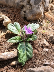 Mandragora autumnalis