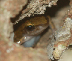 Eleutherodactylus marnockii