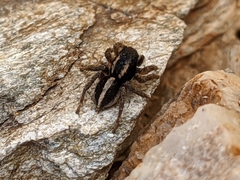 Aelurillus luctuosus