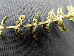 Blechnum zeelandicum