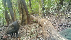 Sus scrofa leucomystax