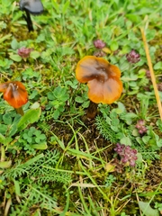 Hygrocybe