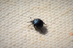 Pterocolus ovatus