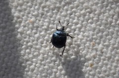 Pterocolus ovatus
